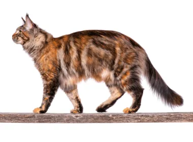 Co to Maine Coon?